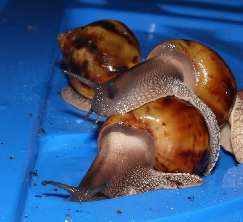 Радула у брюхоногого моллюска. Радула ахатины. Радула у брюхоногого моллюска. Радула у брюхоногого моллюска. Ахатина.