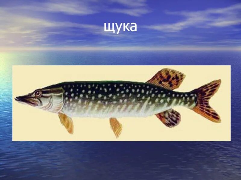 Щука рыба детям. Рыба щука. Изображение щуки. Щука пресноводная. Семейство щуковые.