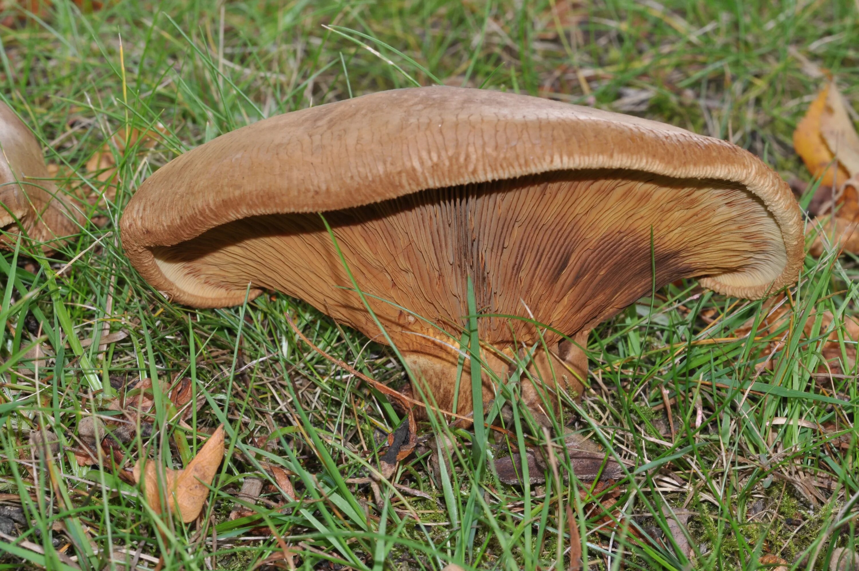 Как выглядит гриб свинушка. Гриб свинушка. свинушка тонкая paxillus involutus. свинушка бурый гриб. грибы пластинчатые свинушка толстая.
