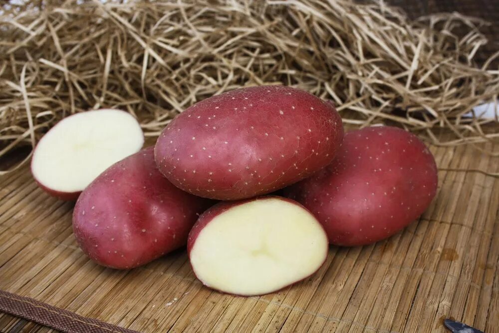 Маяк картофель характеристика отзывы. Сорт картофеля Маяк. Сорт картофеля Ажур. Картофель Мерлот. Семенной картофель элита.