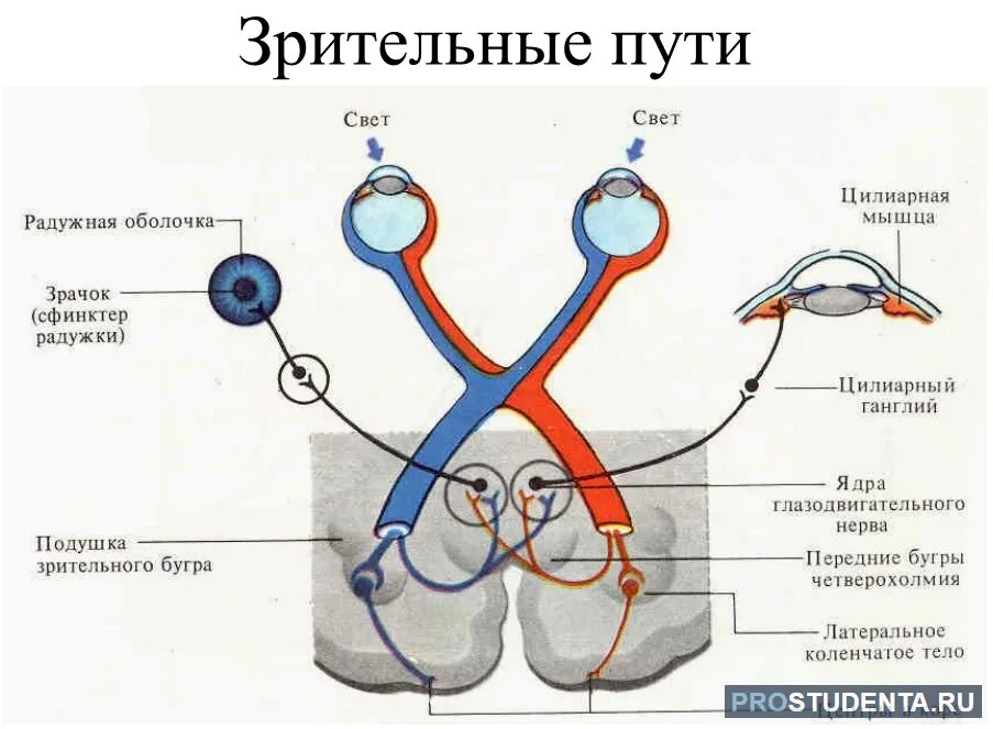 Зрительный нерв в головной мозг. Схема анализатора зрения. Путь зрительного нерва схема. Путь зрительного анализатора схема. Схему проводящих путей зрительной сенсорной системы.