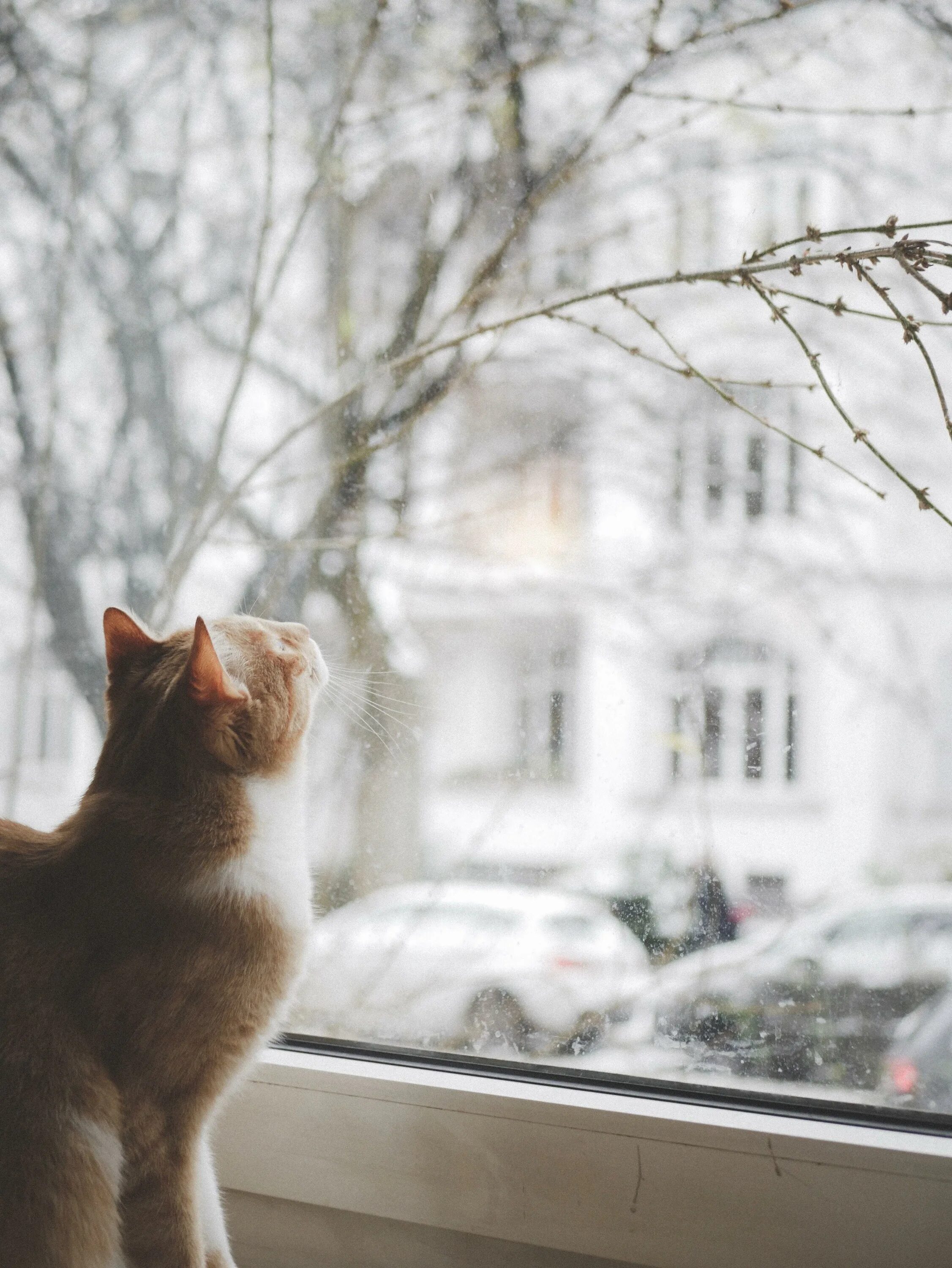 Кот ждет весну. Кошка на окне. Коты на подоконнике. Кошки на окошке. Котики у окна зимой.