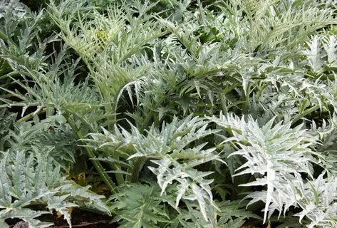 Silver leaves