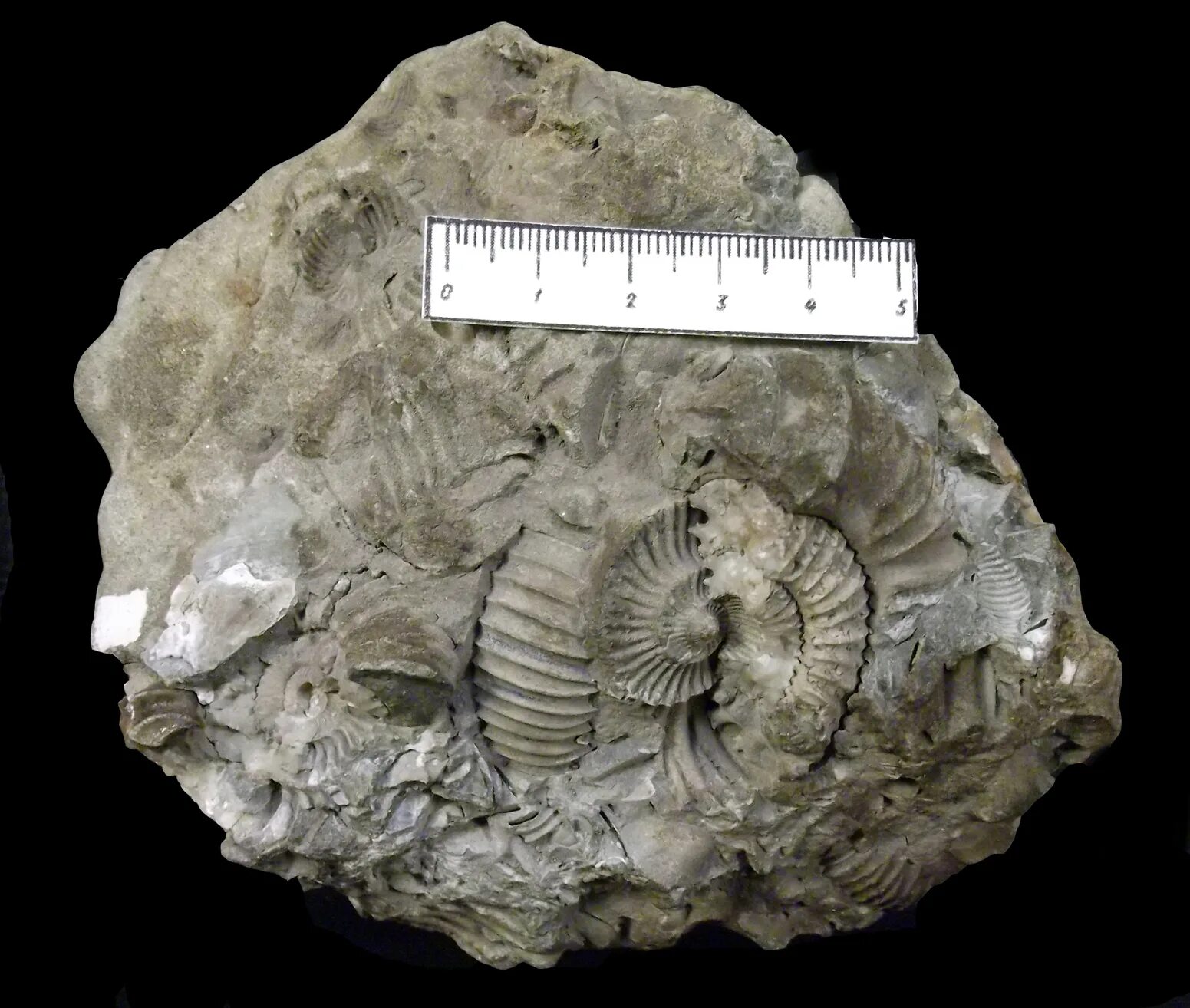 Минералы и полезные ископаемые. Окаменелости красноуфимск. 10 ископаемых. Полезные ископаемые руды. Полезные ископаемые.