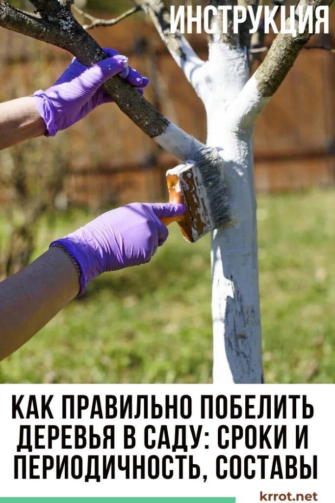 Как правильно белить деревья. Побелка деревьев. побелка плодовых деревьев. побелка деревьев вмсаду. белить плодовые деревья.