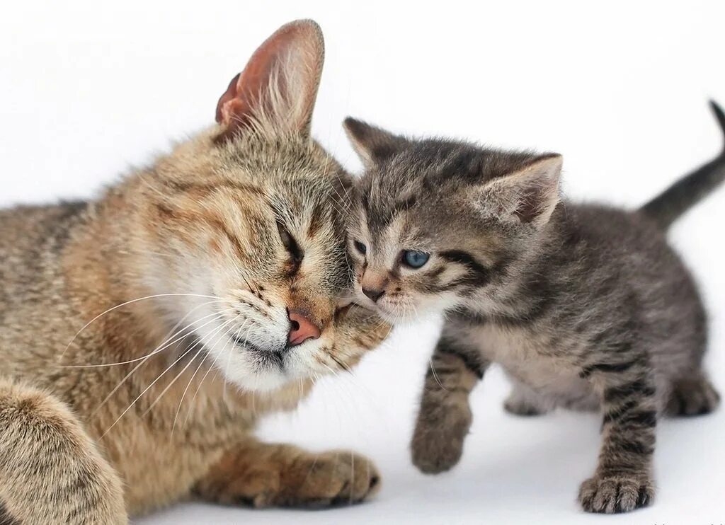 Кот и котенок картинки. Кошка с котятами. мама кошка. мама кошка и котенок. котята с мамой.