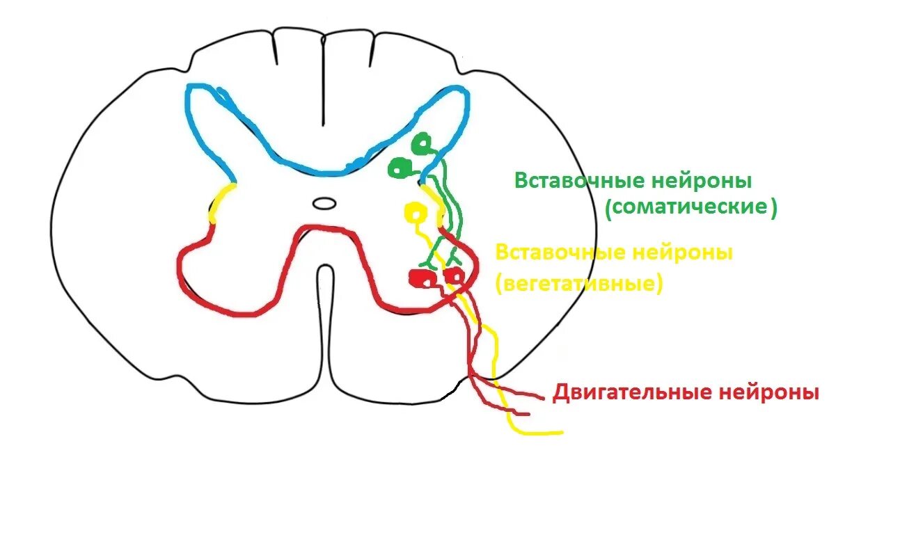 Строение сегмента спинного мозга и рефлекторной дуги. Нейроны спинного мозга схема. Схема сегмента спинного мозга и рефлекторной дуги. Рефлекторная дуга задние рога спинного мозга.