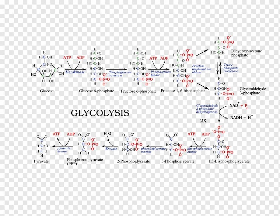 Протекание гликолиза кольцевые днк. Схема гликолиза биохимия. Аэробный гликолиз схема. Цикл гликолиза. Гликолиз метаболическая карта.