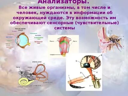Анализатор это в биологии 8