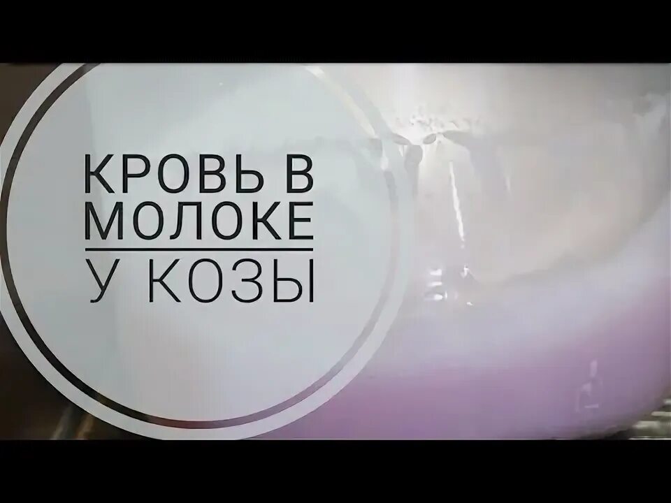 Blood milk. Кровь в молоке козы причины. Кровь в козьем молоке причины.