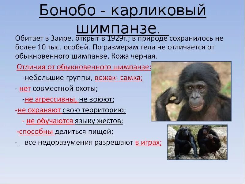 Шимпанзе бонобо. Бонобо и шимпанзе сравнение. Классификация шимпанзе карликовый. Карликовые шимпанзе бонобо. Шимпанзе подобрать прилагательное