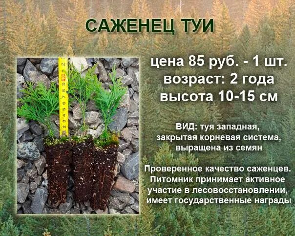 Корневая система туи - глубина посадки и размеры, фото туи