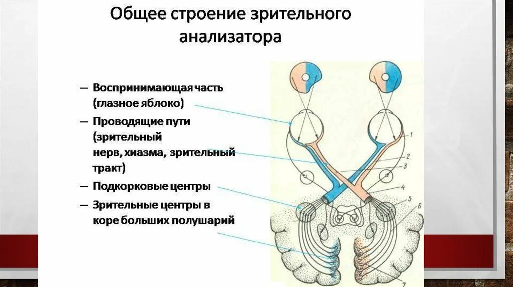 Строение оптического аппарата зрительного анализатора. Анализаторы зрительный анализатор строение. Отделы зрительного анализатора схема. Строение и функции частей зрительного анализатора. Что такое зрительный анализатор