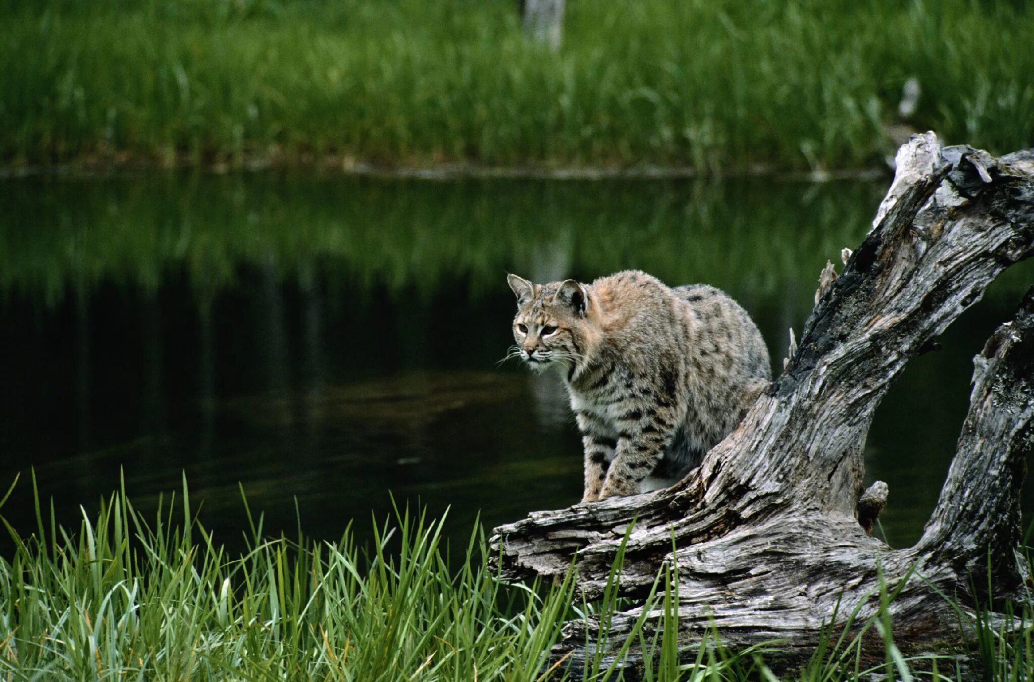 Дальневосточный камышовый кот. Камышовый кот рыболов. Камышовый кот (Болотная Рысь). Камышовый кот ареал.