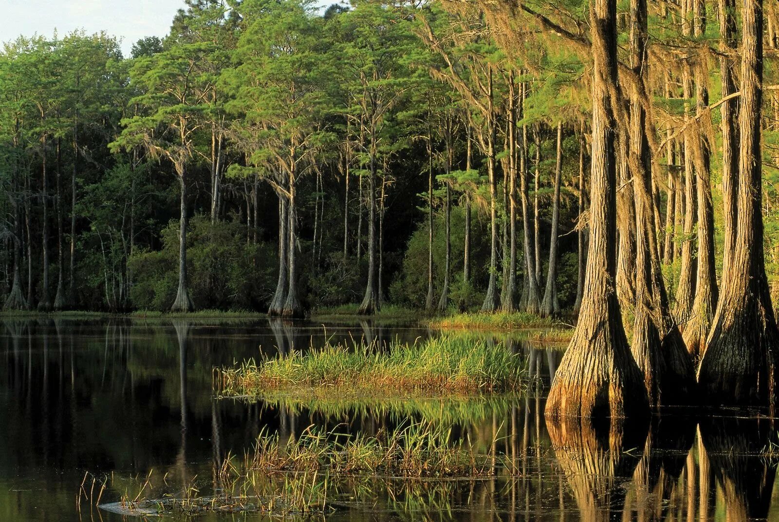 Тропическое болото. Национальный парк Эверглейдс Флорида США. Болото Эверглейдс. Муссонный вечнозеленый лес. Национальный парк Эверглейдс растительность.