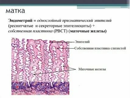 Полость матки эпителий. Полость матки эпителий. Строение матки гистология препарат. Полость матки эпителий. Слизистая оболочка матки гистология.