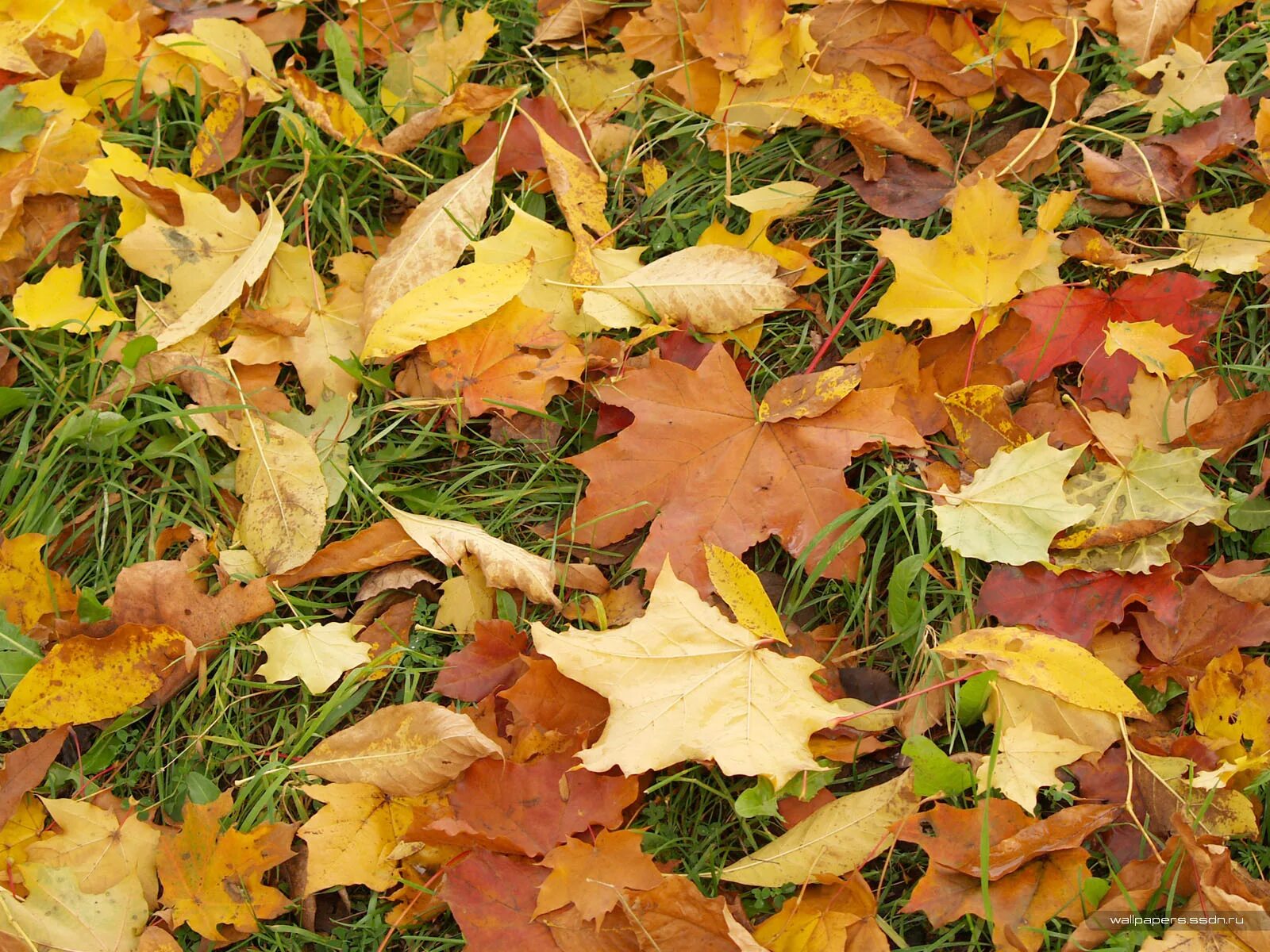 Осень листопад. Желтый лист. Осенние листья. Осенняя листва. Ворох желтых листьев