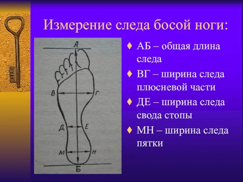 Элементы подошвы. Измерение следа босой ноги криминалистика. Измерение части стопы криминалистика. Части стопы человека Крим. Элементы следов ног.