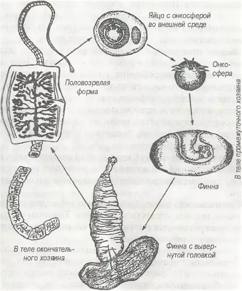 Какая стадия свиного цепня разовьется. Жизненный цикл свиного цепня онкосфера. Жизненный цикл личинки свиного цепня. Онкосфера свиной цепень строение. Стадии развития свиного цепня.