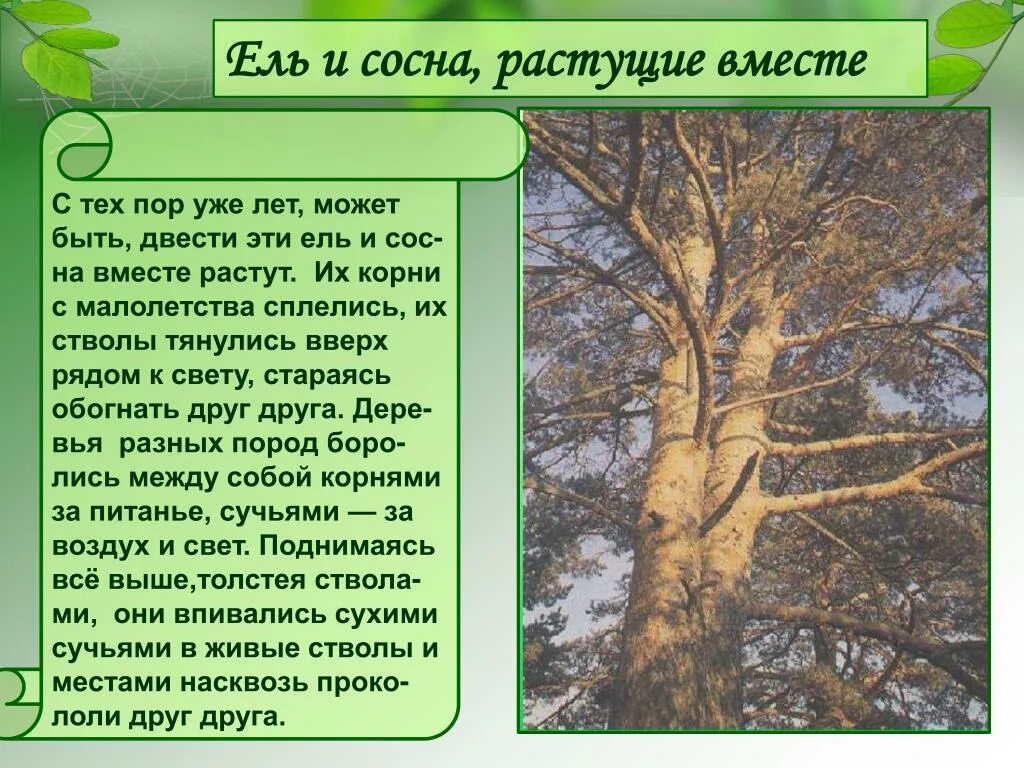 Текст про сосну. Сосна и ель вместе растут. Ель и сосна кладовая солнца. Рассказ про ель и сосну. Ель и сосна сочинение.