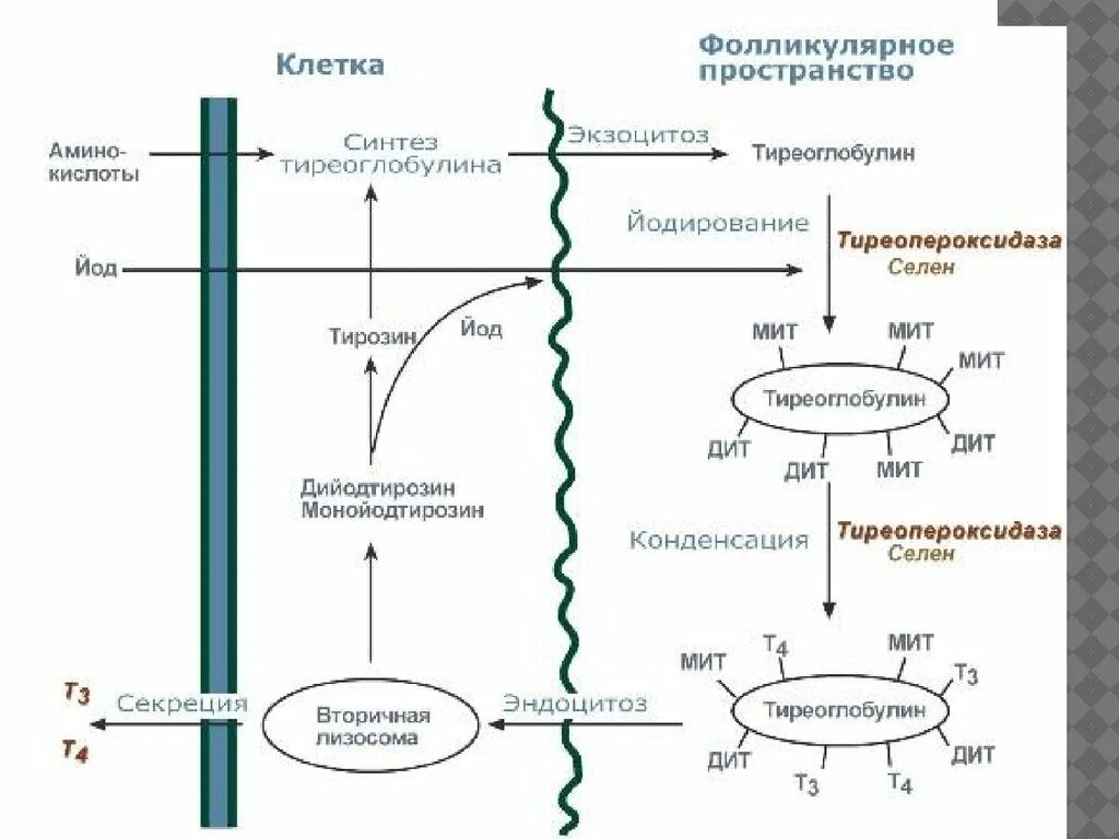 Биосинтез крови. Биосинтез гормонов щитовидной железы схема. Синтез тиреоидных гормонов биохимия схема. Синтез тиреоидных гормонов щитовидной железы схема. Схема регуляции синтеза тиреоидных гормонов.