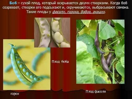 Название плода гороха