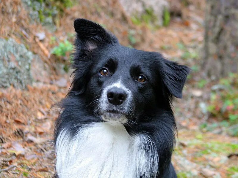 фото черно белых щенков. фото черно белых щенков. фото черно белых щенков. собака чб.
