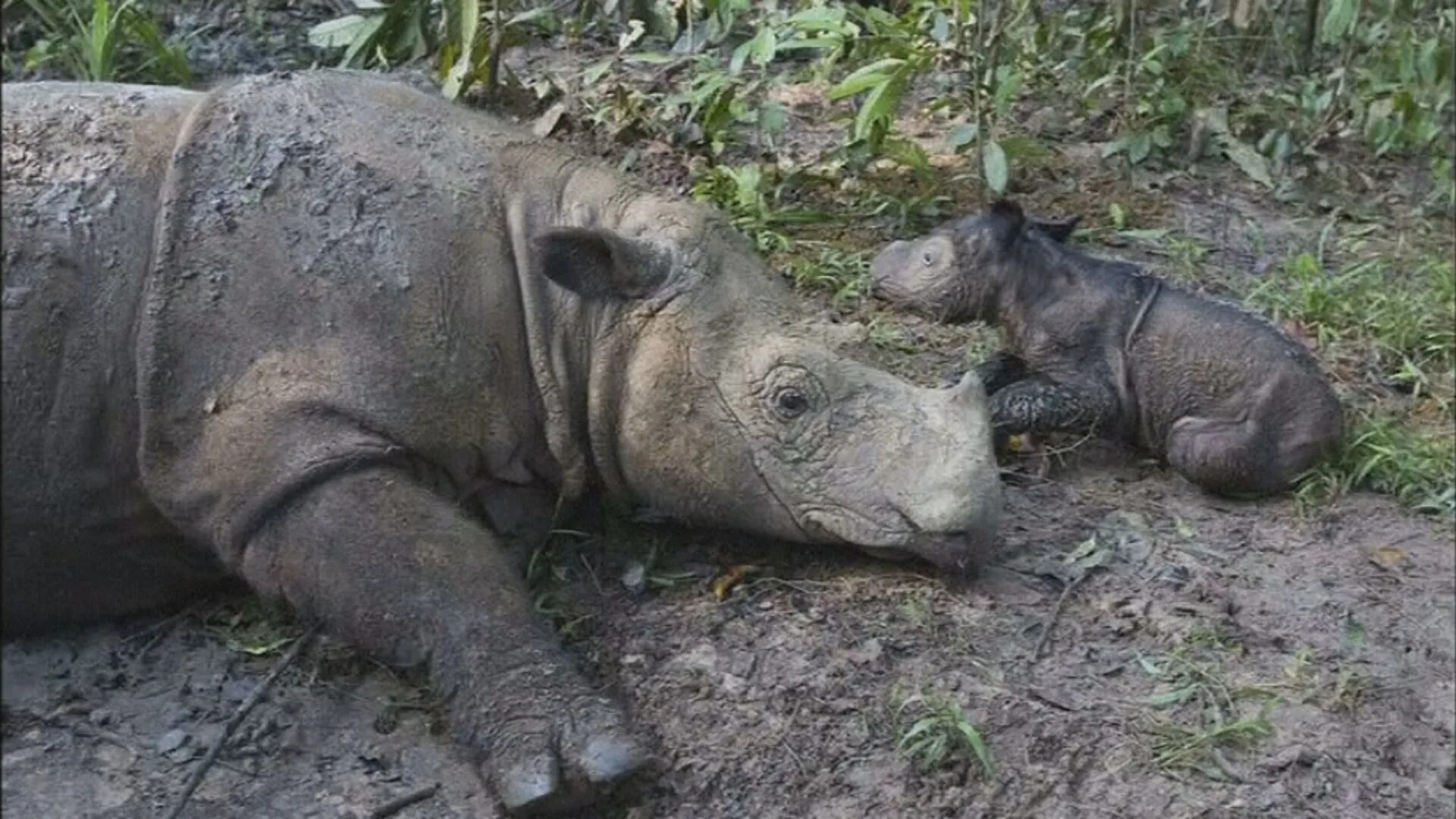 Носорог Суматры. Суматранский носорог детеныш. Животные Индонезии. Необычные животные Индонезии.