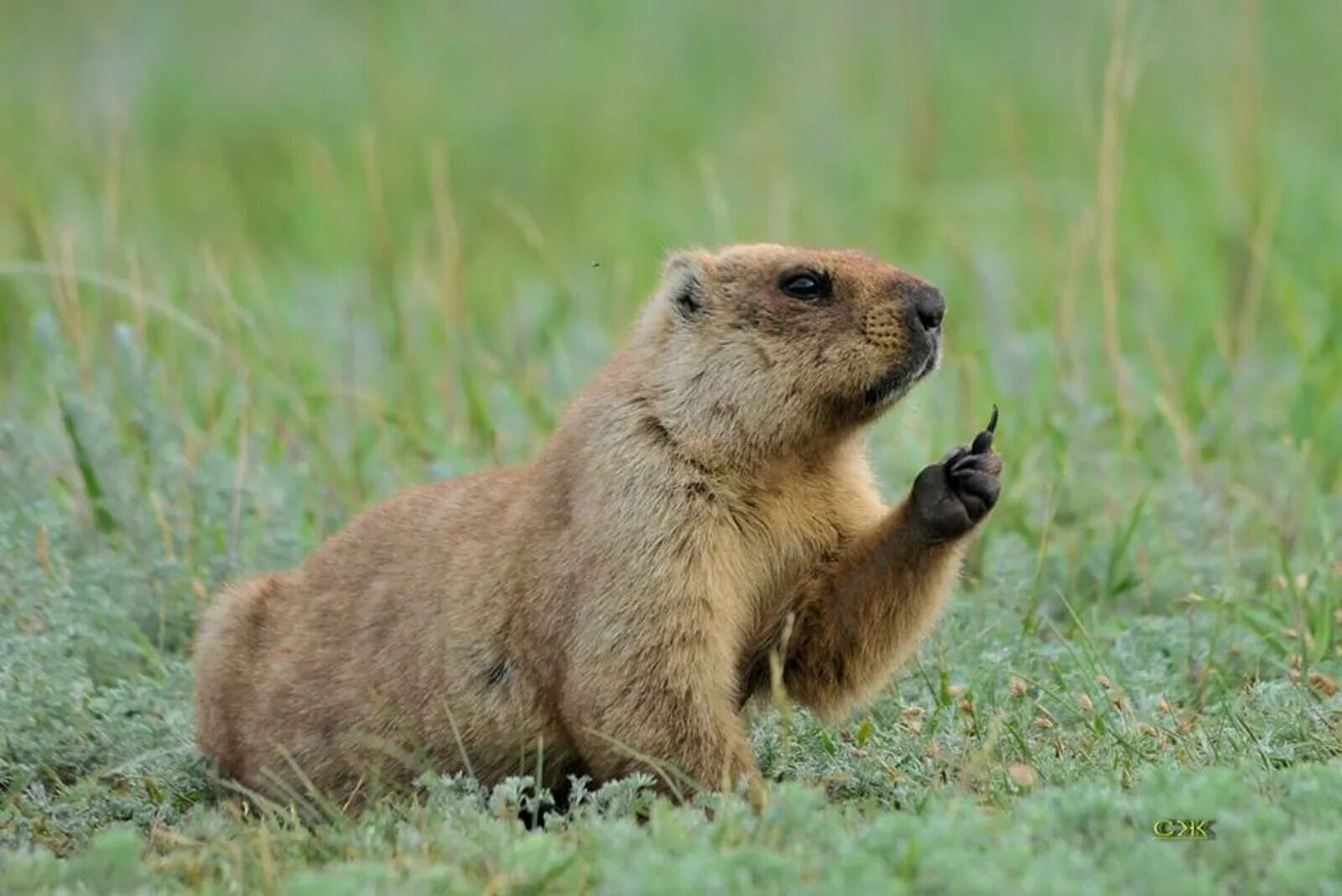 Сурок-Байбак. Степной сурок Байбак. Сурок Степной, Байбак (Marmota Bobak). Сурок Байбак Европейский. Кто такой байбак