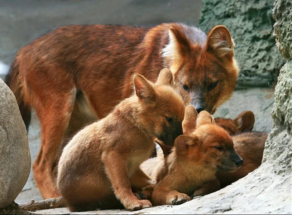 Семья диких животных. Красный волк. Горный волк. Красный горный волк. Красный волк или горный волк.