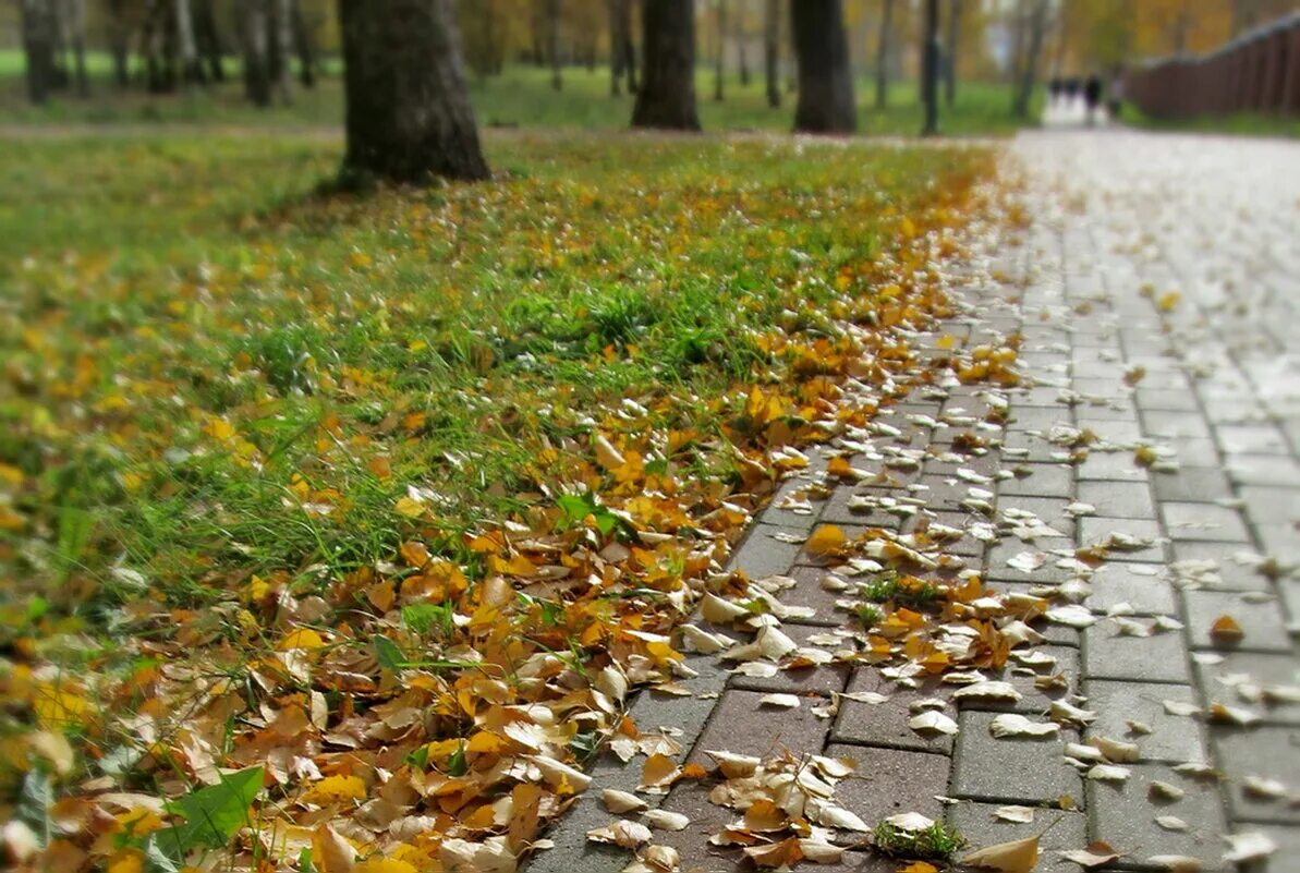 Осень 2013 год. Осенние дорожки. Осенняя тропинка. Осенняя тропинка в парке. Осень дорожка.