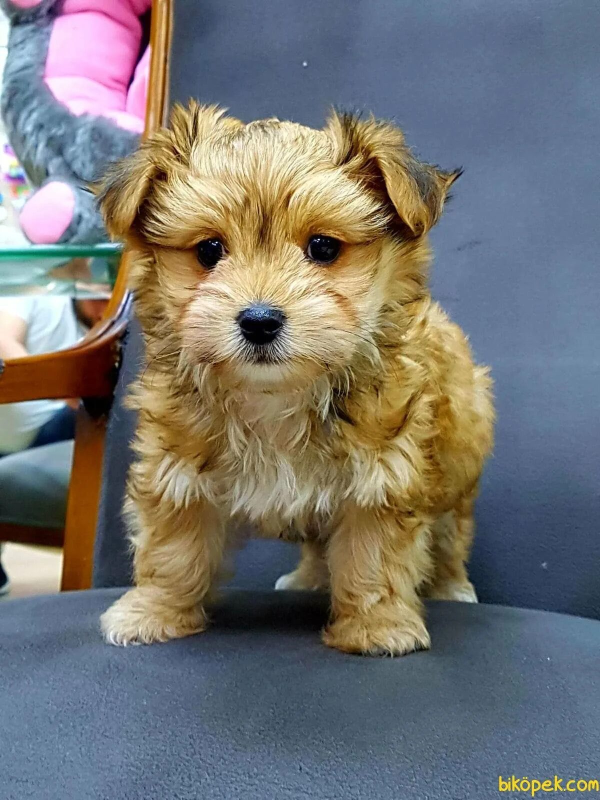 Морки собака. Морки собака. Морки собака. Морки собака. Морки йорктиз.