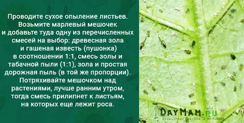 Скажи лист