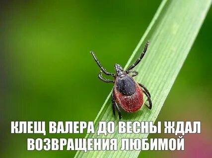 Клещ валера