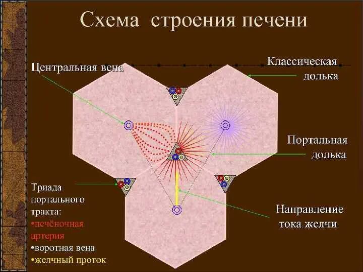 Триада печени. Центральная Вена печеночной дольки. Строение портальной дольки печени. Строение триады печени. Печеночная долька и ацинус анатомия.