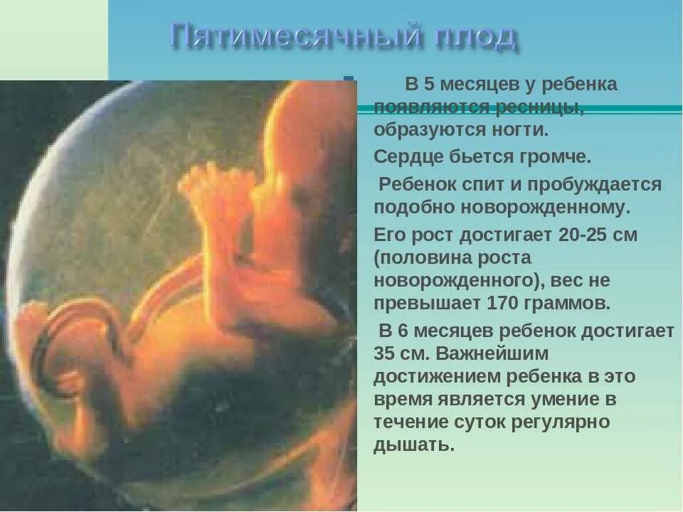 Формирование плода человека. Развитие ребенка в утробе. Сохранение плода беременности