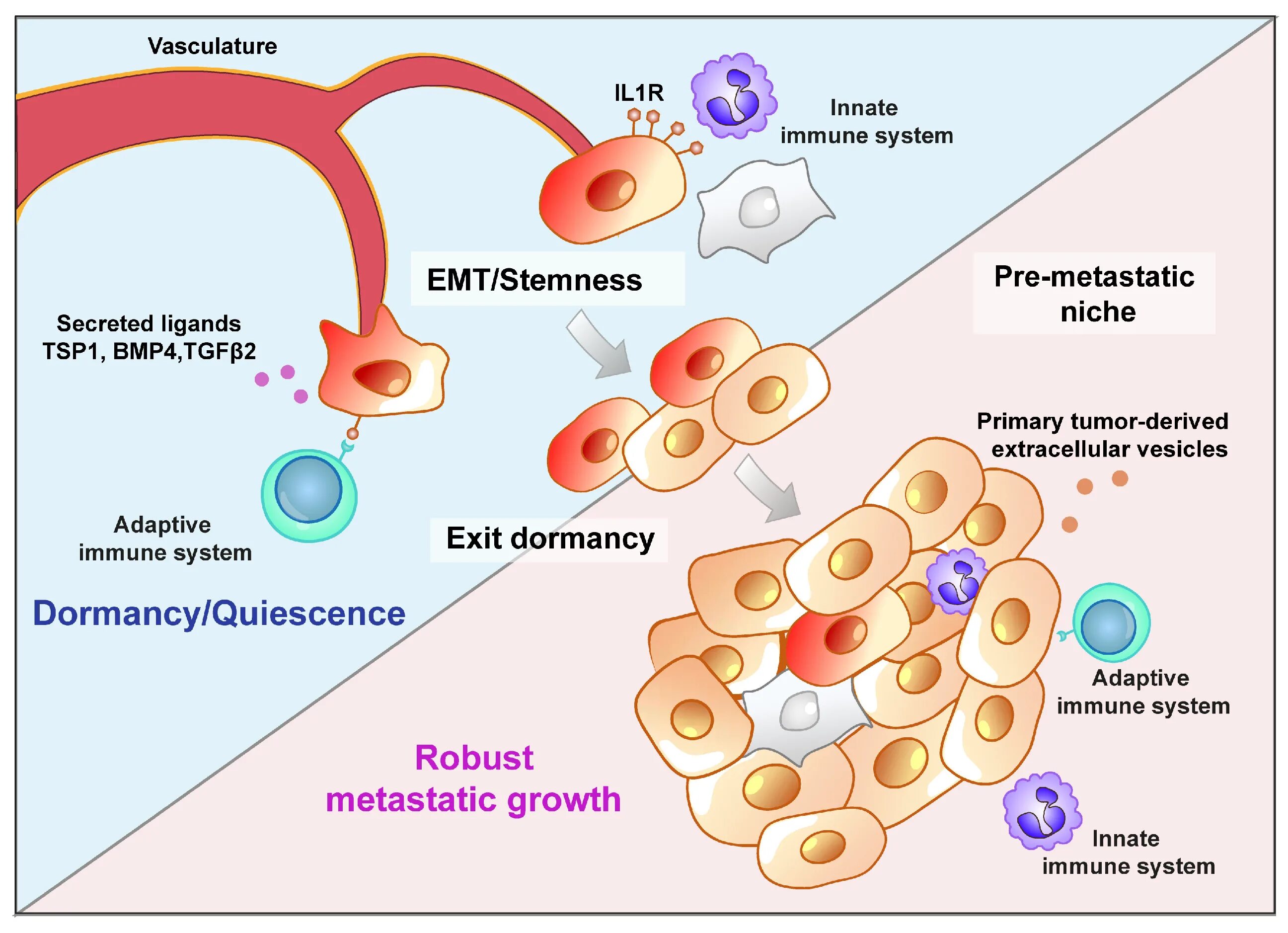 Metastasis. Metastasis characters.