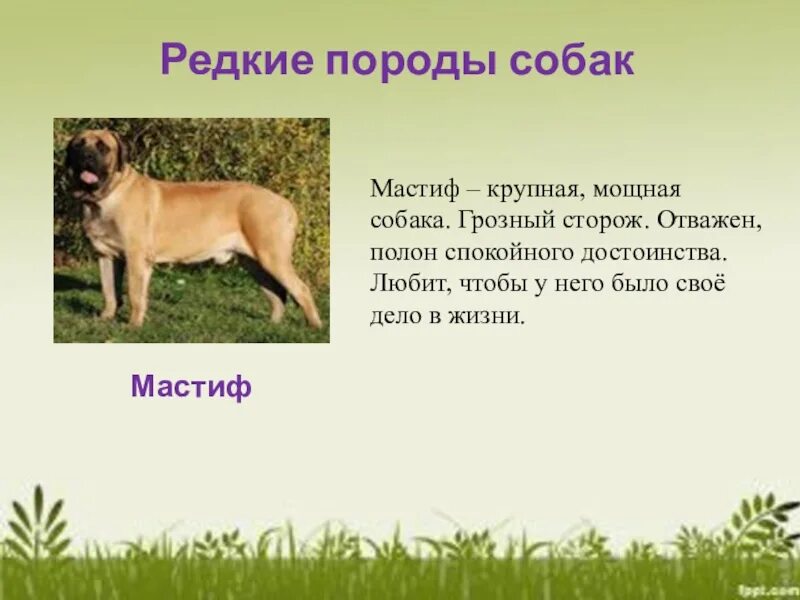 Рассказ о породе собак. Рассказы отпародах собак. Рассказ про любую породу собак. Маленький рассказ про собаку.