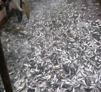 Рыбцы погода