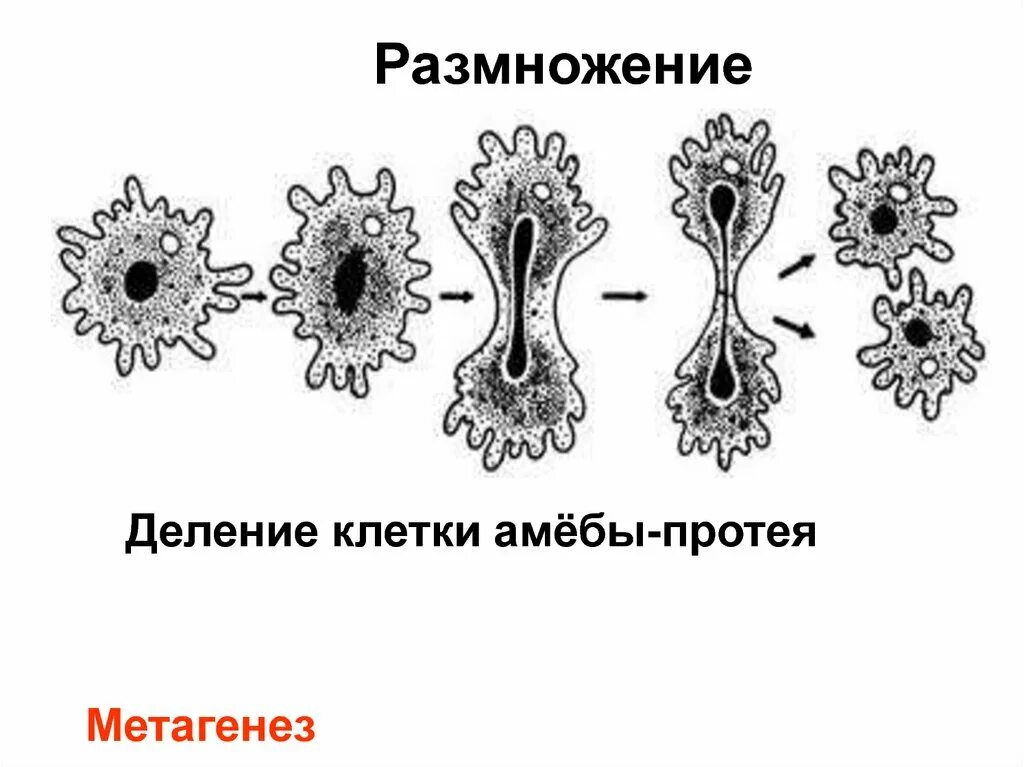 Размножение амебы делением. Размножение амебы Протей. Размножение делением клетки.