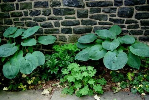 Only plants