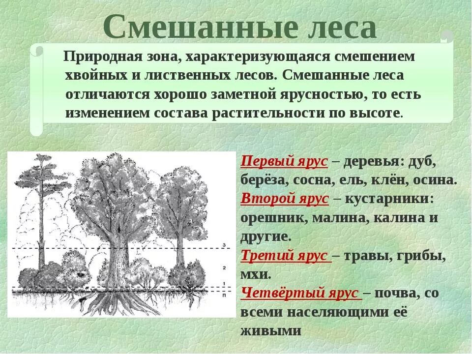 Урок смешанные и широколиственные леса 8 класс. Смешанные леса характеристика. Смешанный лес характеристика. Смешанные лесахарактеристик. Характеристика зоны лесов.