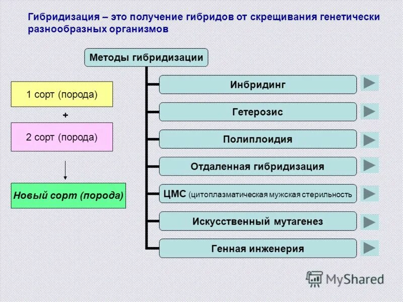Межвидовая отдаленная гибридизация. Грегор мендель моногибридное скрещивание. Внутривидовая гибридизация животных. Получение гибридов выбери ответ. Второй закон менделя правило расщепления гибридов f2.