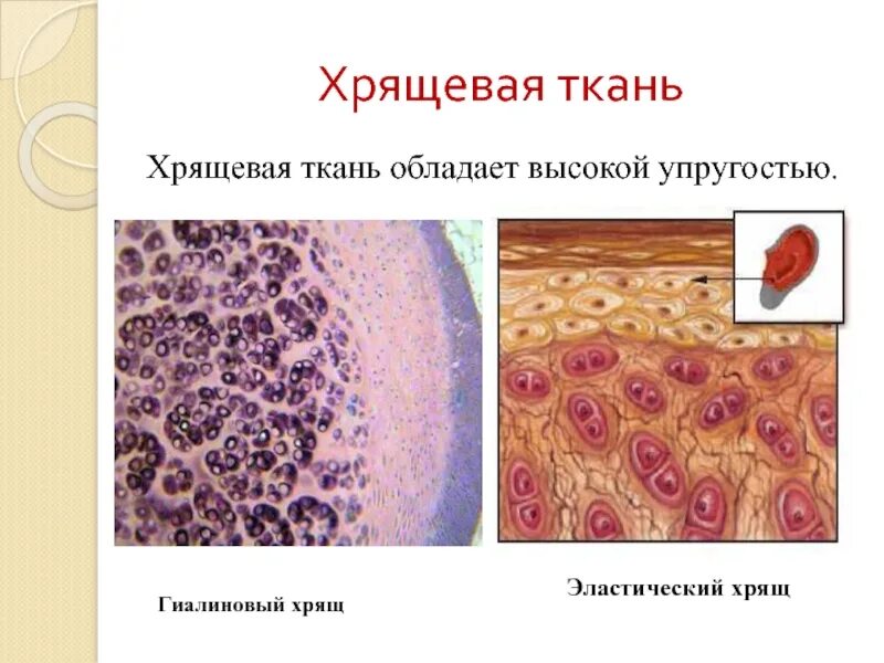 Хрящевая соединительная ткань. Тип ткани хряща. Соединительная ткань хрящ. Хрящевая ткань человека. Хрящевая ткань животного