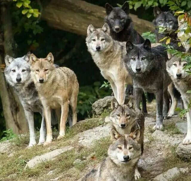 WOLVES : Photo Beautiful wolves, Wolf dog, Yellowstone wolves
