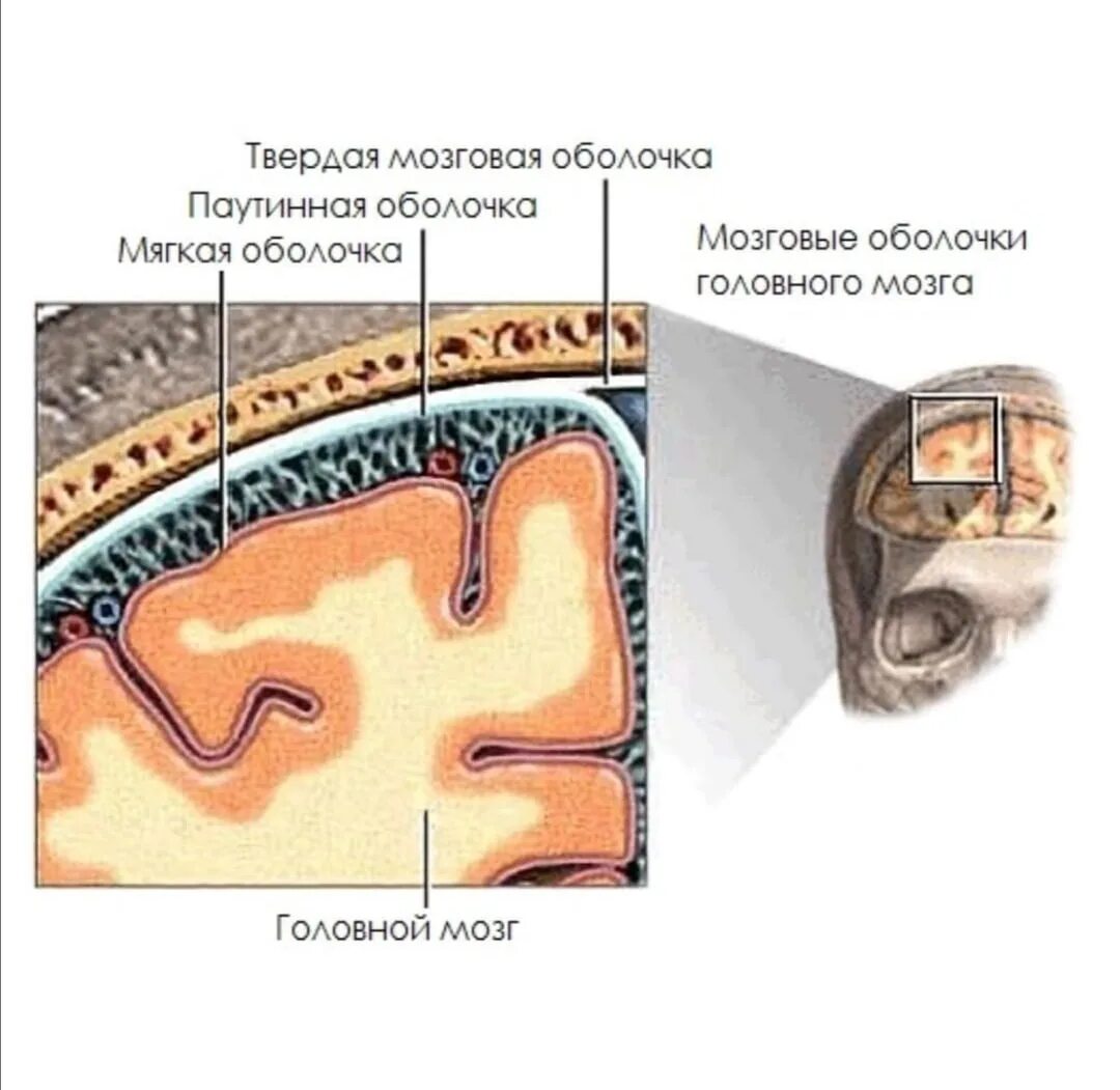 Внутренняя оболочка мозга. Оболочки головного мозга твердая паутинная и мягкая. Твердая мозговая оболочка головного мозга схема. Паутинная оболочка головного мозга анатомия. Строение оболочек головного мозга мягкая паутинная твердая.