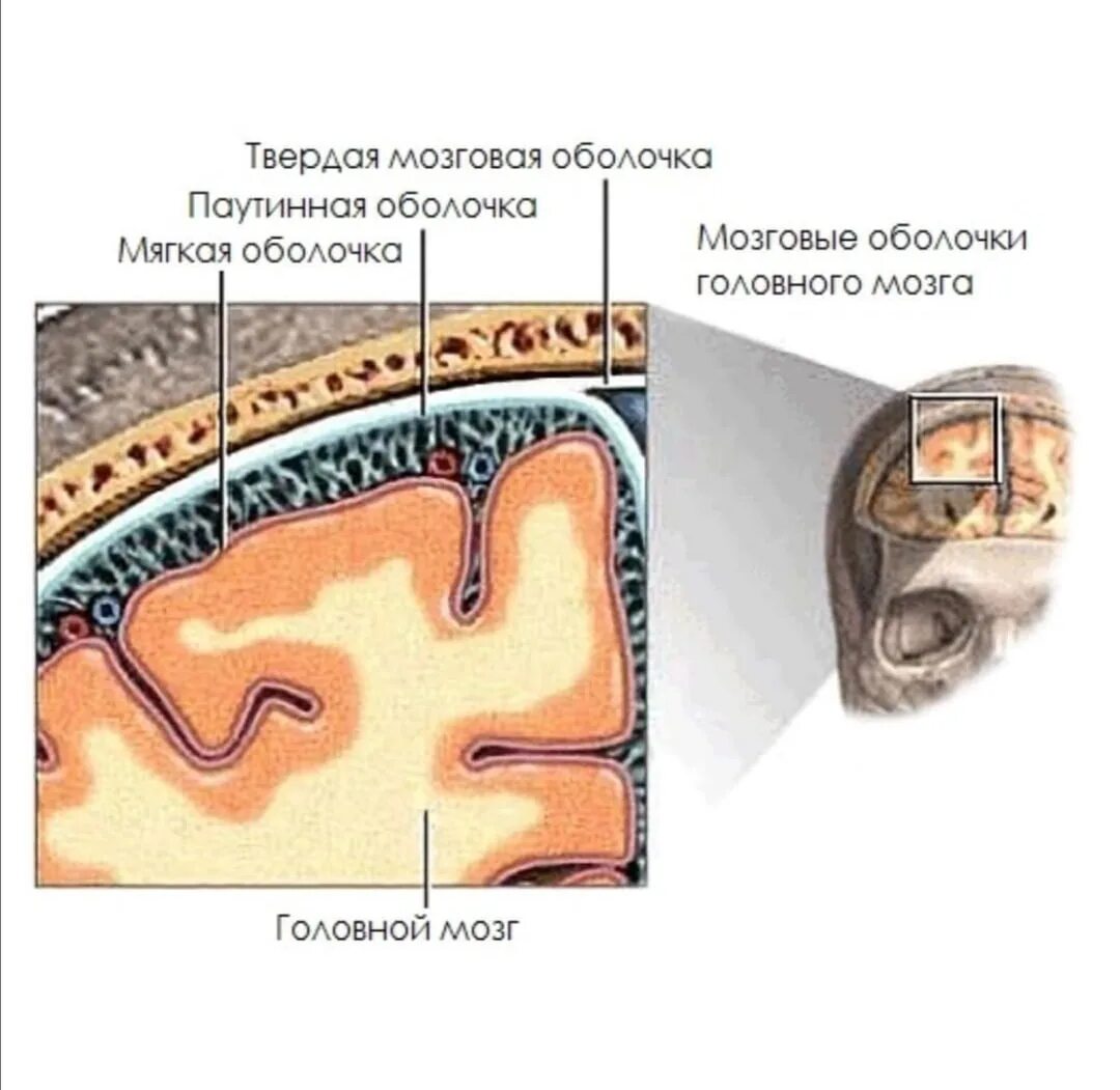 Оболочки защищающие мозг. Оболочки головного мозга твердая паутинная и мягкая. Твердая мозговая оболочка головного мозга схема. Паутинная оболочка головного мозга анатомия. Строение оболочек головного мозга мягкая паутинная твердая.