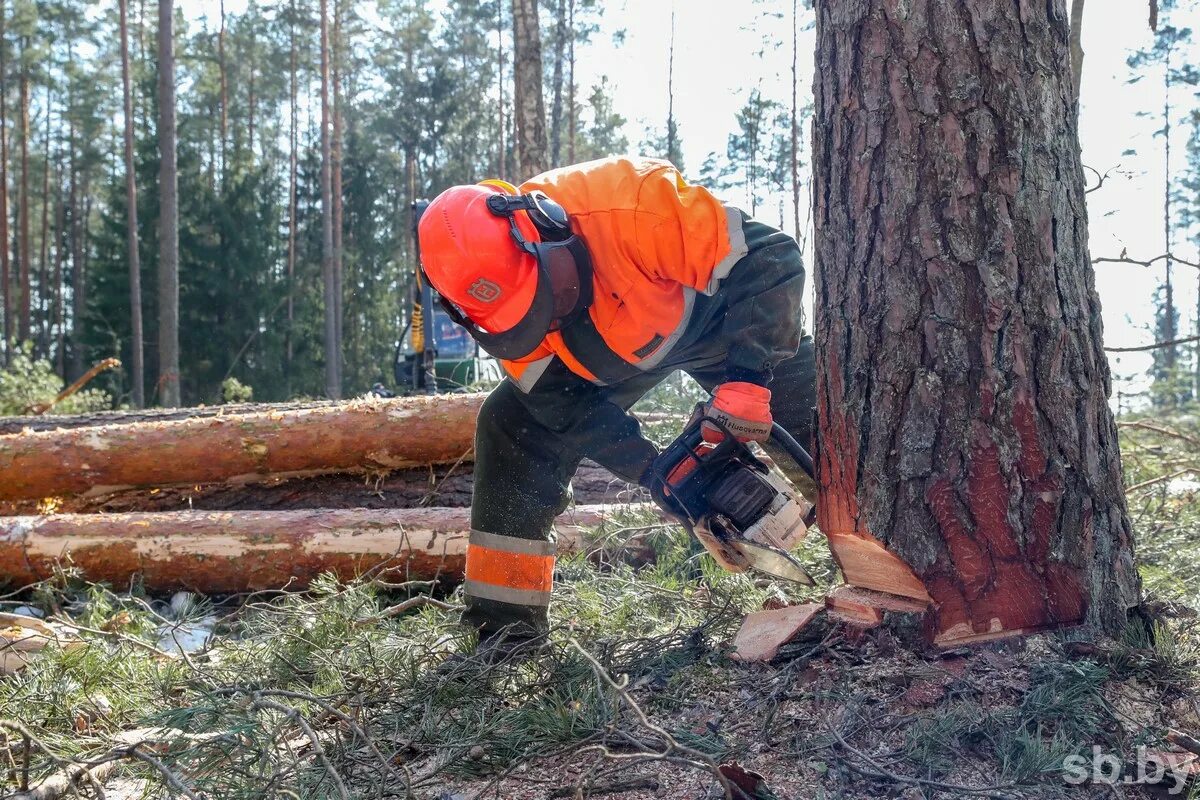 Лесоруб логотип. Пиление леса. Фрэнк митчелл лесоруб. Лесорубов 4. Дровосек профессия.