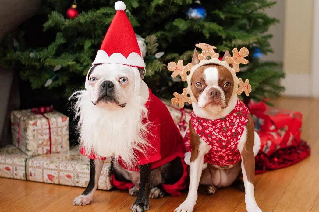 Год собаки. Новогодняя собака. Новогодний костюм для собачки. Пёсики в новогодних нарядах. Новогодние питомцы.