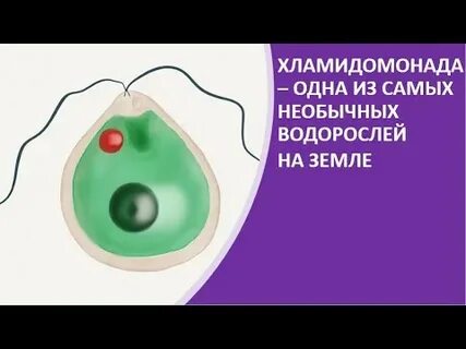 Для чего нужны жгутики хламидомонады